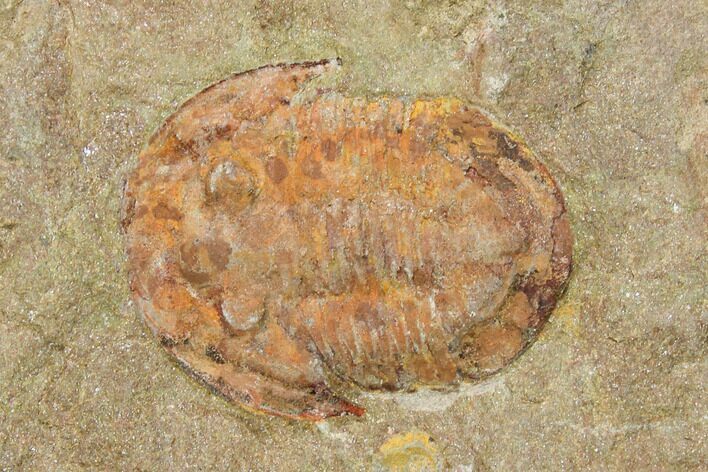 Orange, Ordovician Asaphellus Trilobite - Morocco #141857